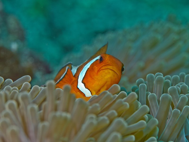 Anemone Fish, Batee Gla